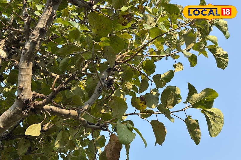 How does it help in pain?