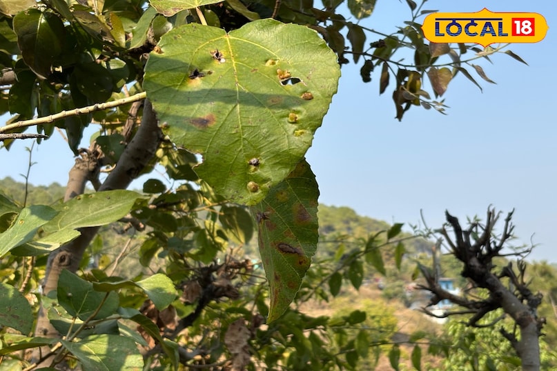 How to remove chop from the tree