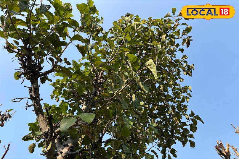 In which regions does the immortal Timul grow?