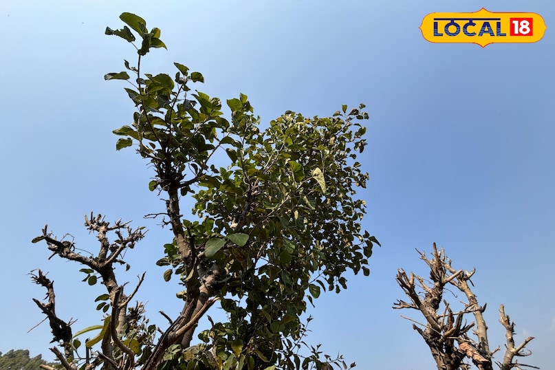 How to identify Amar Timul