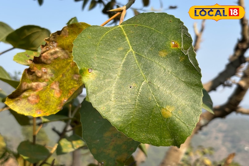 Why is it considered useful in wound healing? 