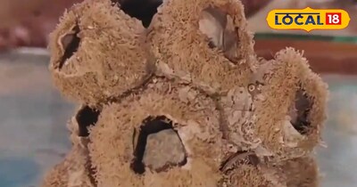 समुद्री जीव के अवशेष