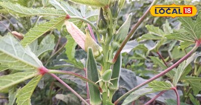 भिंडी की बाजार में रहती है काफी डिमांड