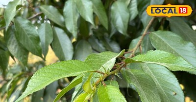 पदम के पेड़ों की खासियत 