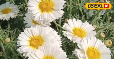 यह फूल की खेती करके आप अच्छा मुनाफा कमा सकते है