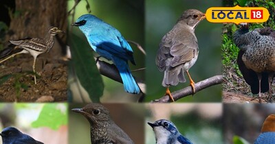 Bird festival in the Dalma forests, many rare species seen in the bird festival