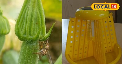 किसानों को सोलर लाइट ट्रैप पर मिल रही सब्सिडी 