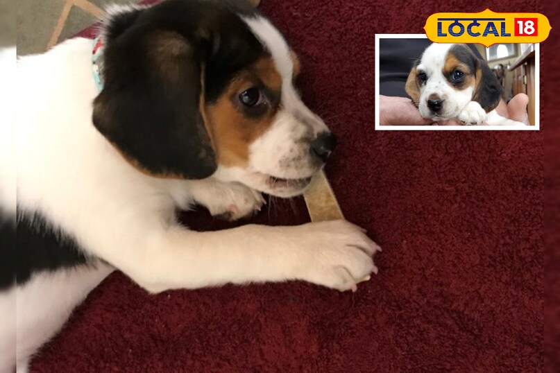 Summer Pet Care: गर्मी में ऐसे रखें कुत्ते-बिल्लियों को कूल और हाइड्रेटेड...