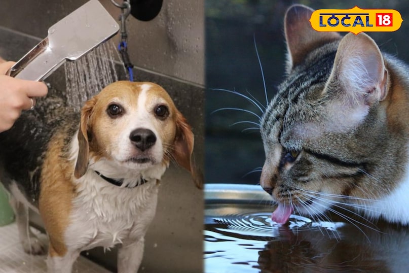 Summer Pet Care: गर्मी में ऐसे रखें कुत्ते-बिल्लियों को कूल और हाइड्रेटेड...