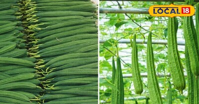 तुरई की खेती 