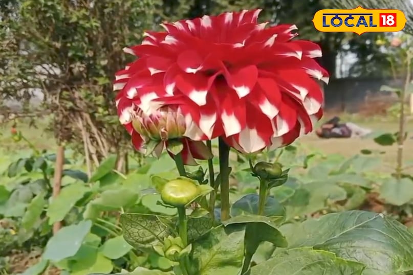 ডায়াবেটিস নিয়ন্ত্রণ