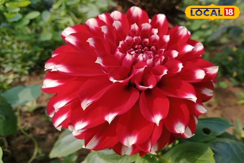 হৃদয় স্বাস্থ্য