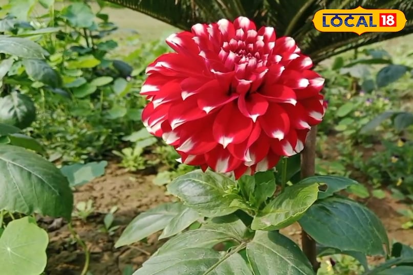 ওজন নিয়ন্ত্রণ