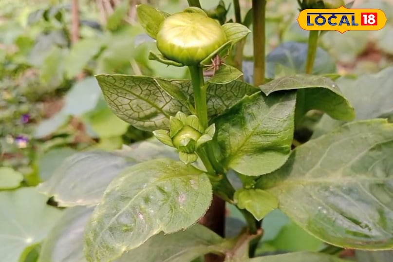 ক্যান্সার বিরোধী