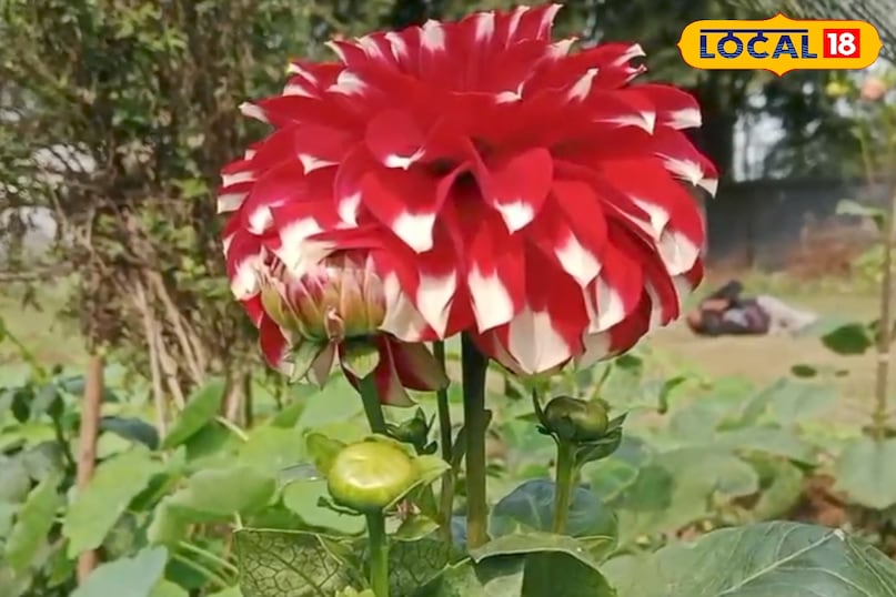 হাড় এবং চামড়া