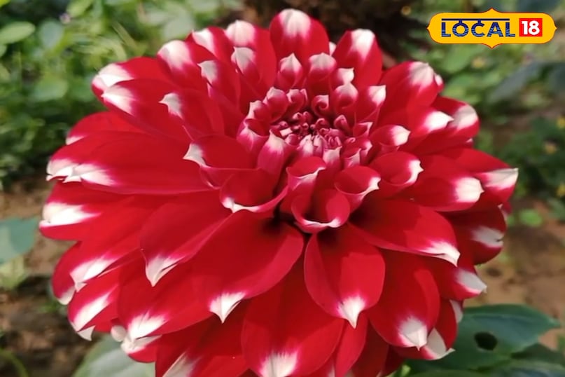 সাজসজ্জাও বিশেষ