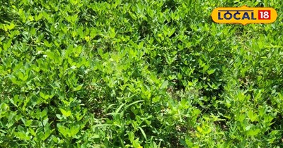 मूंगफली