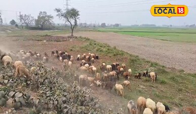 अररिया के ये बाबा की अनोखी कमाई, 500 भेड़ों से सालभर में कमा रहे लाखों रुपये, पश