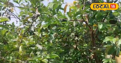 अमरूद की बागवानी