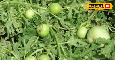 टिंडा की खेती 