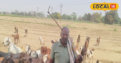 बकरियों के साथ पशु पालक बृजेश