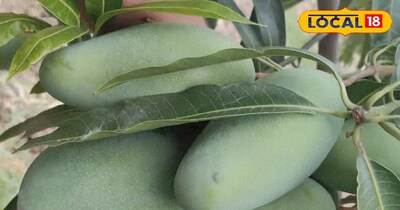 बाजार में आने लगीं कैरियां,  स्वाद के साथ सेहत के भी कई फायदे