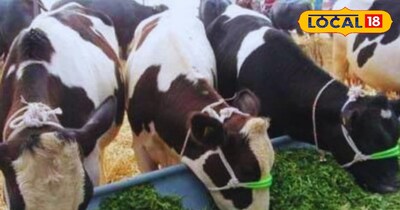 पशुओं को खिलाएं हरा चारा 