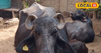 गर्मियों के मौसम में पशुओं को हमेशा ठंडी जगह पर ही बांधना चाहिए