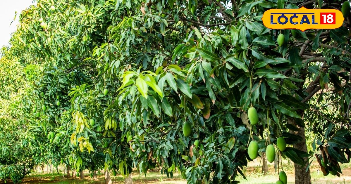 आम की करनी है बागवानी तो यूपी सरकार करेगी आपकी मदद, देगी 80 हजार तक की सब्सिडी..यहां जानिए कैसे करें आवेदन