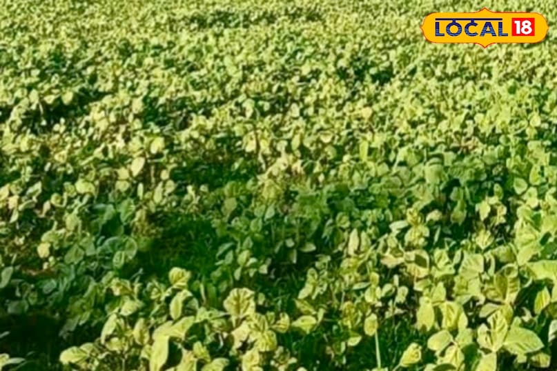 उन्होंने कहा कि उड़द की फसल करीब 60 से 70 दिनों में तैयार हो जाती है. एक एकड़ से औसतन 4 से 6 क्विंटल तक उत्पादन मिल सकता है. बाजार में उड़द की अच्छी कीमत मिलने पर किसान एक एकड़ में 20 से 30 हजार रुपये तक का मुनाफा कमा सकते हैं. इसलिए मार्च में उड़द की खेती किसानों के लिए एक लाभदायक विकल्प साबित हो सकती है.