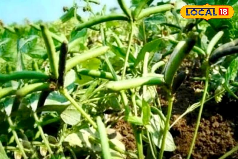 कृषि वैज्ञानिक डॉ० अखिलेश शाह ने लोकल18 को बताया कि उड़द की खेती के लिए बलुई दोमट या दोमट मिट्टी सबसे उपयुक्त मानी जाती है. ऐसी मिट्टी में पानी का निकास अच्छा रहता है, जिससे पौधों की जड़ें स्वस्थ रहती हैं. गर्म और हल्की नमी वाली जलवायु उड़द की अच्छी पैदावार के लिए अनुकूल होती है.