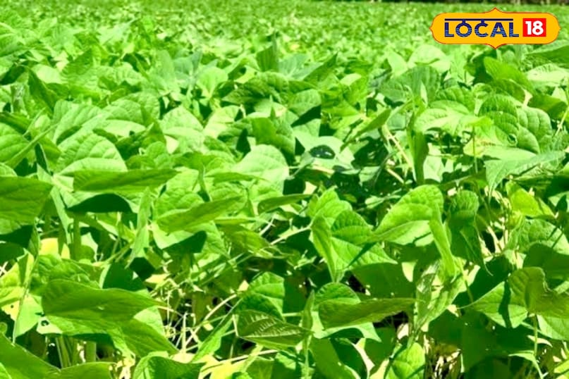 आगे कहा कि खेत को अच्छी तरह दो से तीन बार जोतकर भुरभुरा बना लें. इसके बाद पाटा चलाकर जमीन को समतल कर दें. बीज को लगभग 3 से 4 सेंटीमीटर गहराई में बोना चाहिए. पंक्ति से पंक्ति की दूरी करीब 25 से 30 सेंटीमीटर और पौधे से पौधे की दूरी 10 सेंटीमीटर रखना बेहतर माना जाता है.