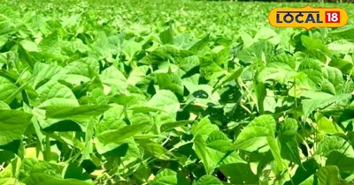 उड़द की खेती