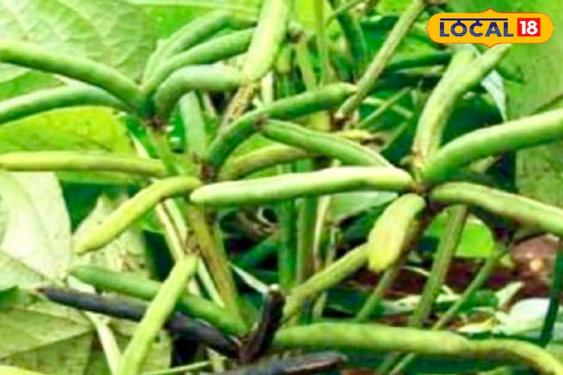 उन्होंने कहा कि एक एकड़ में उड़द की खेती करने में लगभग 8 से 12 हजार रुपये तक की लागत आती है. इसमें बीज, खाद, मजदूरी और सिंचाई का खर्च शामिल होता है. कम लागत और कम समय में तैयार होने वाली यह फसल छोटे और मध्यम किसानों के लिए उपयुक्त मानी जाती है. 