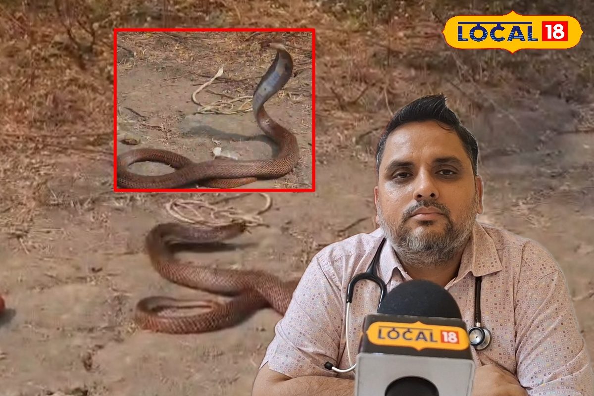 अगर सामने आए जाए सांप तो कैसे बचें? काट ले तो घबराएं नहीं, बस याद रखें ये बात
