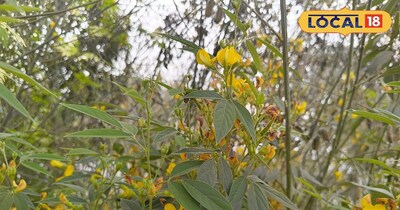 अरहर दाल।