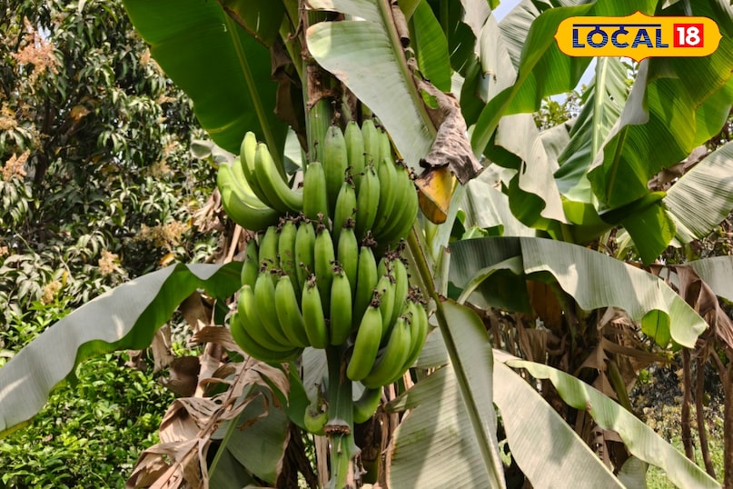 পাচনতন্ত্র