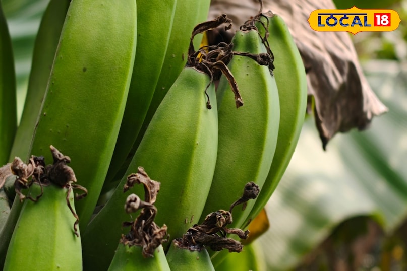 শক্তিশালী হাড়