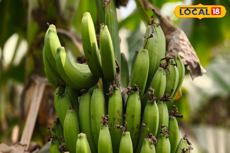 অন্ত্রের সুবিধা 