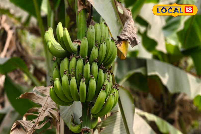 স্বাদ এবং স্বাস্থ্য