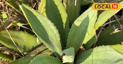 रामबांस की खासियत 