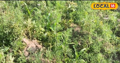 Sitamarhi Farmer Transforms 10 Kattha Land into ₹5 Lakh Profit Hub with 8 Veggies