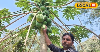 पपीते की बाजार में रहती है काफी डिमांड