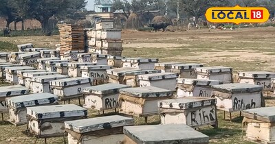 मधुमक्खी 