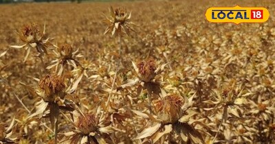 Safflower: Palamu Farmers' Drought-Resistant Crop, Livestock-Proof, High Profit