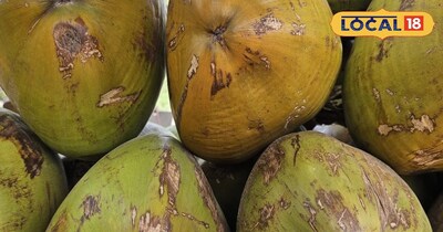 नारियल खरीदते समय रंग देखकर जानें अंदर का पानी मीठा है या नहीं