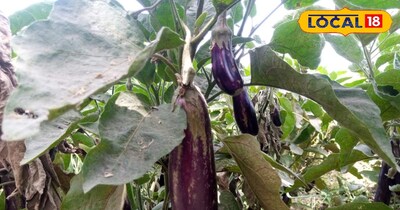 कीट और रोग से मिलेगी मुक्ति