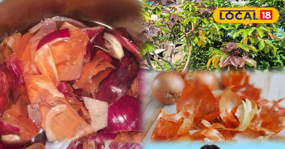 किचन का कचरा नहीं, बेहद काम के हैं प्याज के छिलके, जानिए चौंकाने वाले फायदे