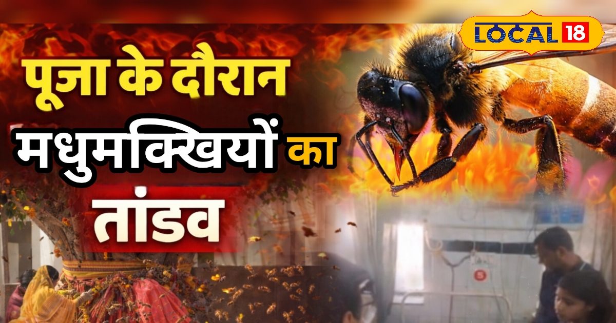 पाली के हनुमान मंदिर में पूजा के दौरान मधुमक्खियों का हमला, 10 महिलाएं घायल, 7 माह की गर्भवती की हालत गंभीर