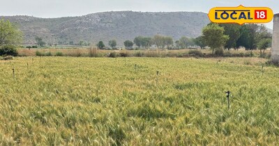 अलवर गेहूं फसल नुकसान और बढ़ता तापमान समाचार